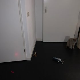 lemonlala Cat Laser Toy Automatic Interactive for Indoor Cats/Dogs/Kitty photo review