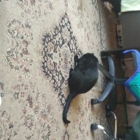 lemonlala Cat Laser Toy Automatic Interactive for Indoor Cats/Dogs/Kitty photo review