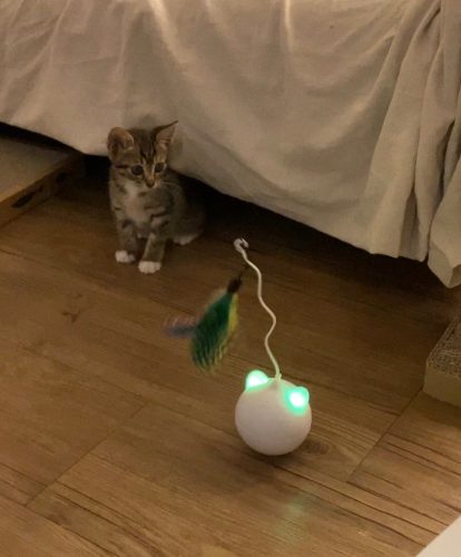 lemonlala Cat Laser Toy Automatic Interactive for Indoor Cats/Dogs/Kitty photo review
