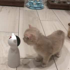 lemonlala Cat Laser Toy Automatic Interactive for Indoor Cats/Dogs/Kitty photo review