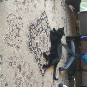 lemonlala Cat Laser Toy Automatic Interactive for Indoor Cats/Dogs/Kitty photo review