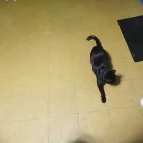 millbill Cat Laser Toy Automatic Interactive for Indoor Cats/Dogs/Kitty photo review