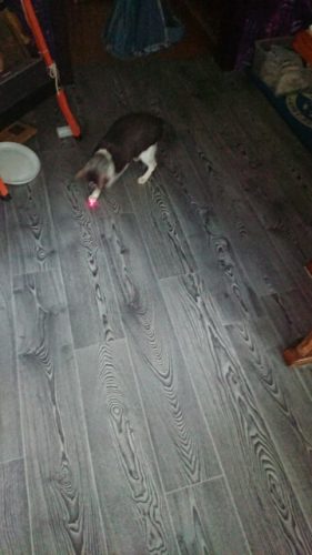 millbill Cat Laser Toy Automatic Interactive for Indoor Cats/Dogs/Kitty photo review