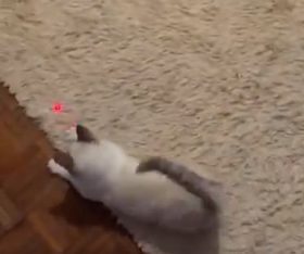 millbill Cat Laser Toy Automatic Interactive for Indoor Cats/Dogs/Kitty photo review