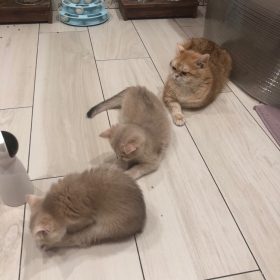 millbill Cat Laser Toy Automatic Interactive for Indoor Cats/Dogs/Kitty photo review