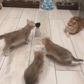 lemonlala Cat Laser Toy Automatic Interactive for Indoor Cats/Dogs/Kitty photo review