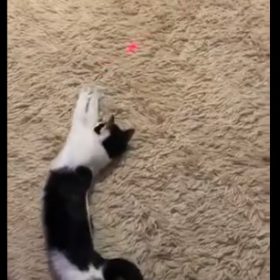 millbill Cat Laser Toy Automatic Interactive for Indoor Cats/Dogs/Kitty photo review