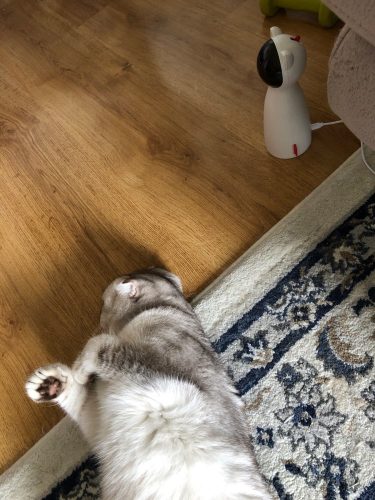 lemonlala Cat Laser Toy Automatic Interactive for Indoor Cats/Dogs/Kitty photo review