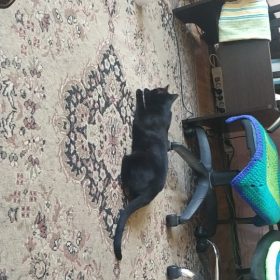 lemonlala Cat Laser Toy Automatic Interactive for Indoor Cats/Dogs/Kitty photo review