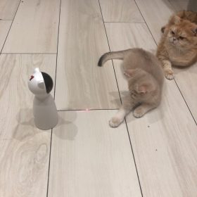 lemonlala Cat Laser Toy Automatic Interactive for Indoor Cats/Dogs/Kitty photo review