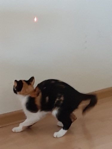 nicebands Cat Laser Toy Automatic Interactive for Indoor Cats/Dogs/Kitty photo review